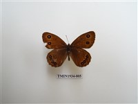 藏品(永澤蛇眼蝶)的圖片